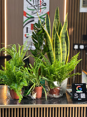 Workspace Plant Bundle