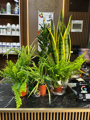 Workspace Plant Bundle