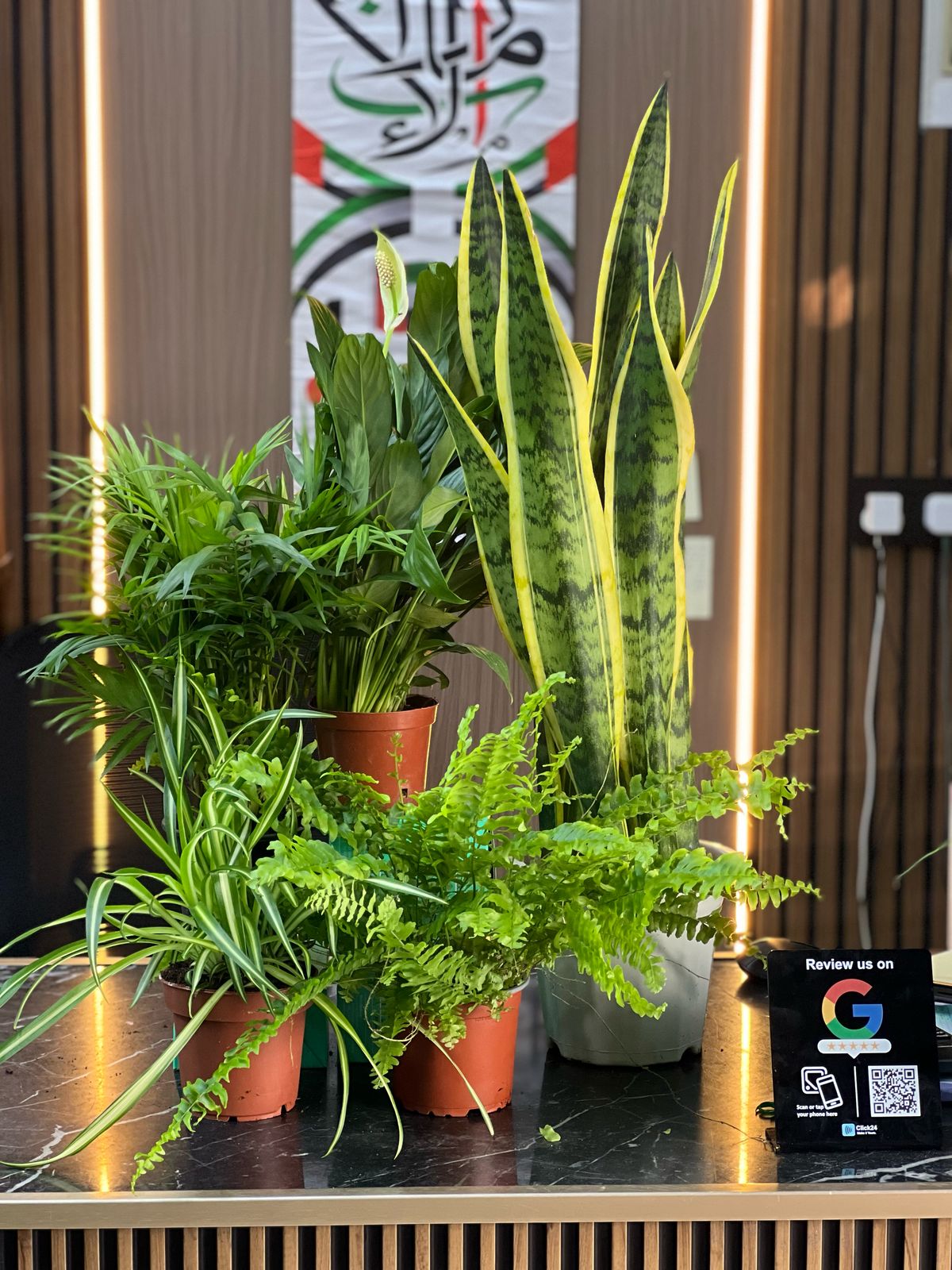 Eco friendly plants house in Dubai