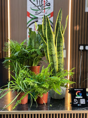 Eco friendly plants house in Dubai