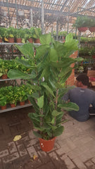 Fiddle leaf Plant
