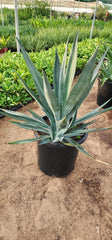 Agave