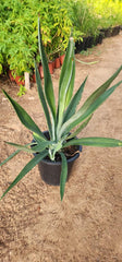 Agave