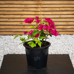 Bougainvillea (Bougainvillea Glabra)