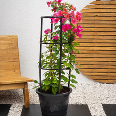 Bougainvillea (Bougainvillea Glabra)