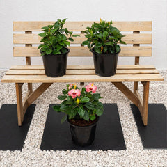 Hibiscus (Hibiscus Rosa-Sinensis)