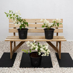 Bougainvillea (Bougainvillea Glabra)