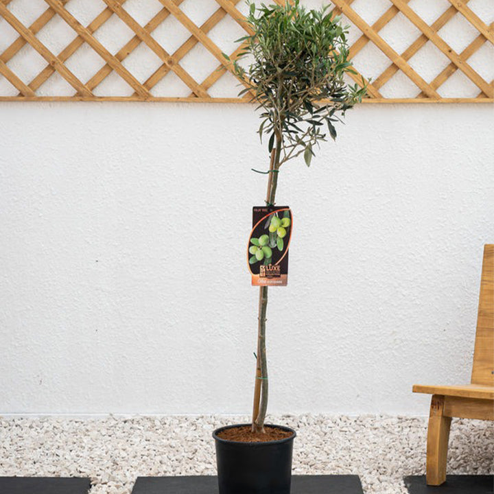 Buy olive tree in Dubai - tall potted olive tree