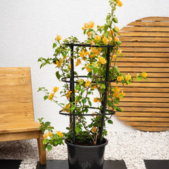 Bougainvillea (Bougainvillea Glabra)