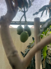 Healthy Mango Tree (Mangifera Indica) from Plant House, showing lush green foliage and mature branches in a garden setting.