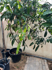 Healthy Mango Tree (Mangifera Indica) from Plant House, 1 to 2 meters tall, lush green foliage, potted indoor or outdoor plant.