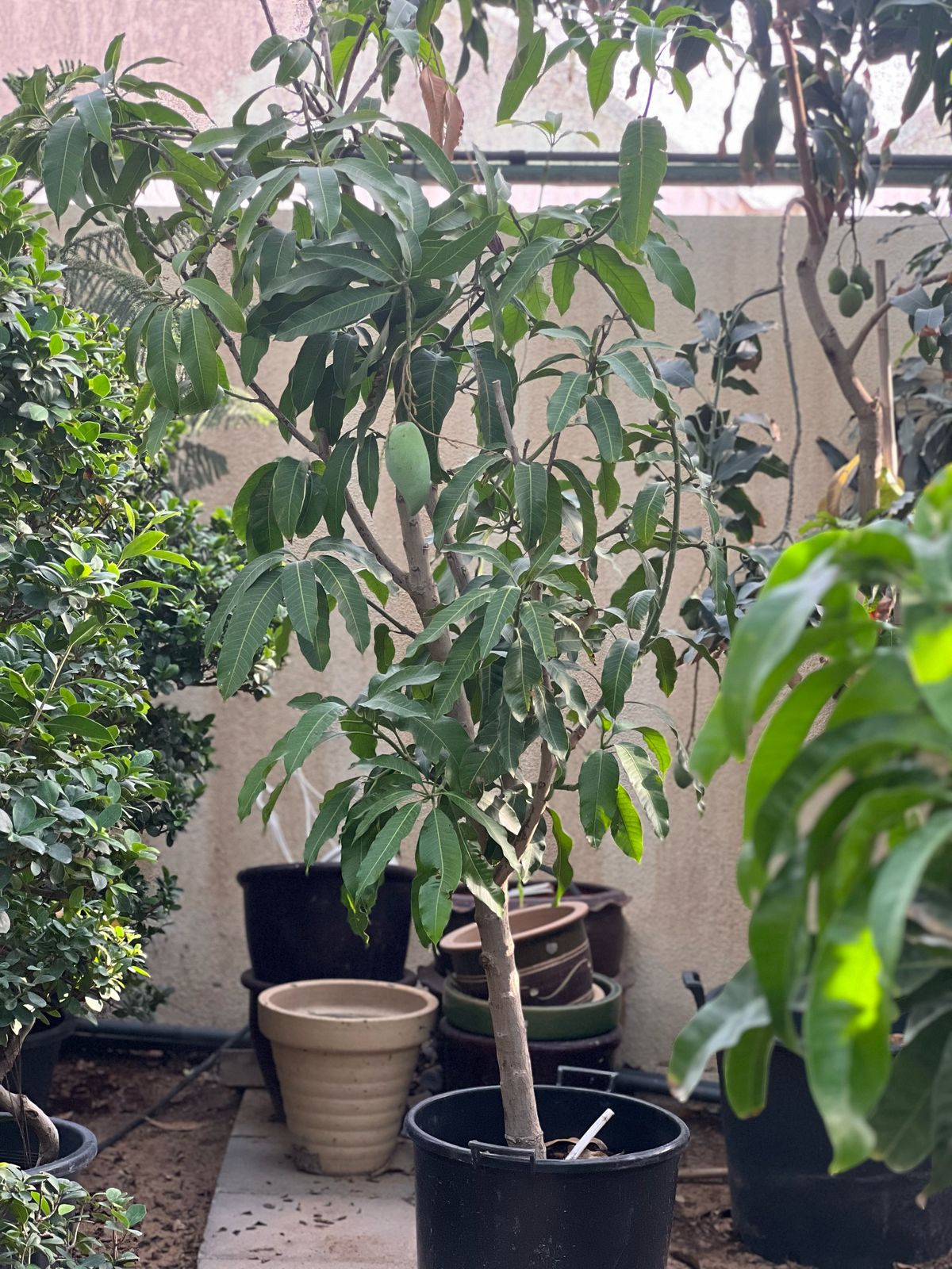 Healthy Mango Tree (Mangifera Indica) from Plant House with lush green leaves, approximately 1 to 2 meters tall.