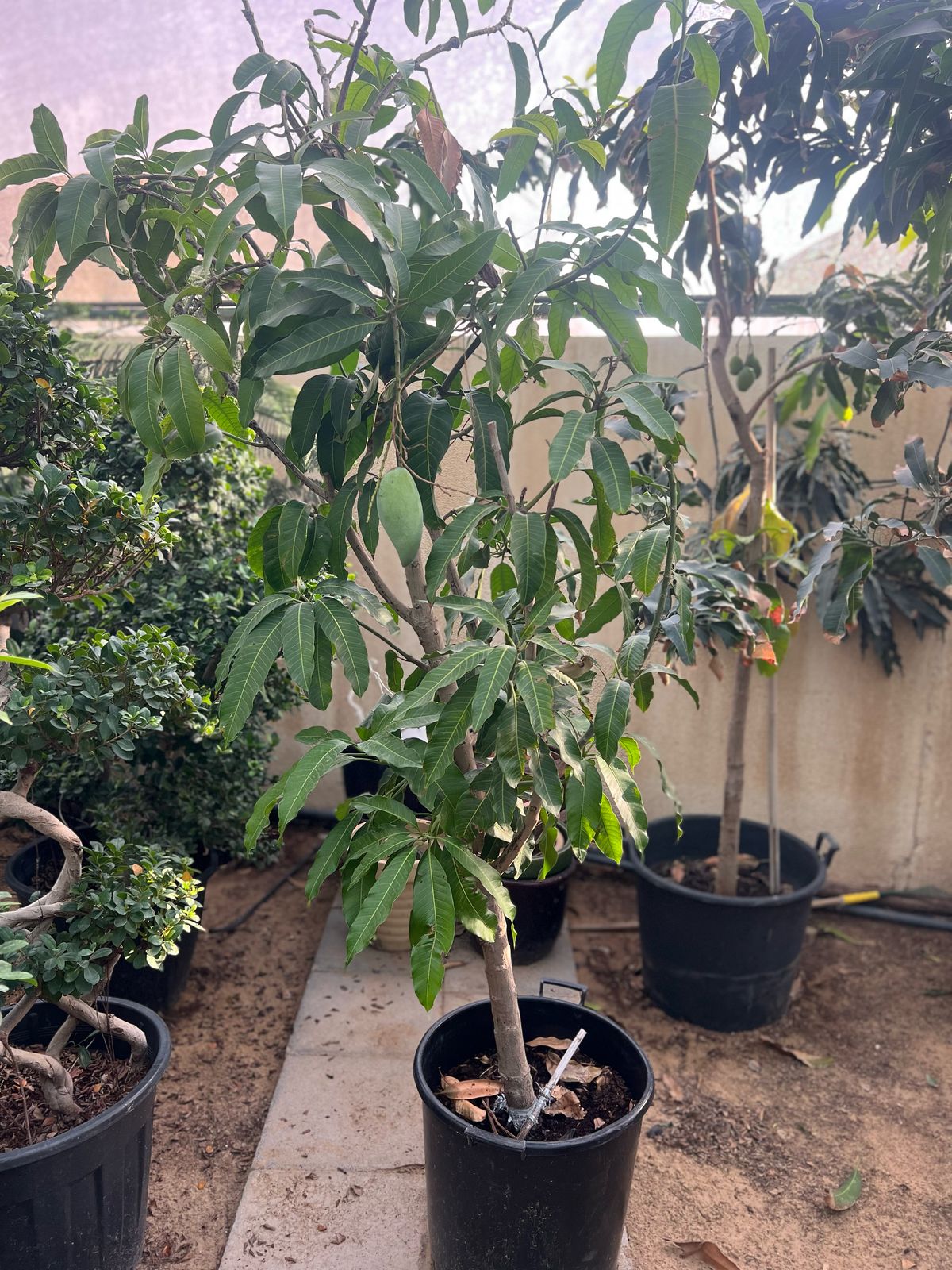 Healthy mango tree (Mangifera indica) from Plant House, showing lush green leaves and a sturdy trunk in a natural setting.
