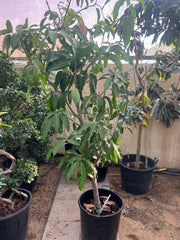 Healthy mango tree (Mangifera indica) from Plant House, showing lush green leaves and a sturdy trunk in a natural setting.