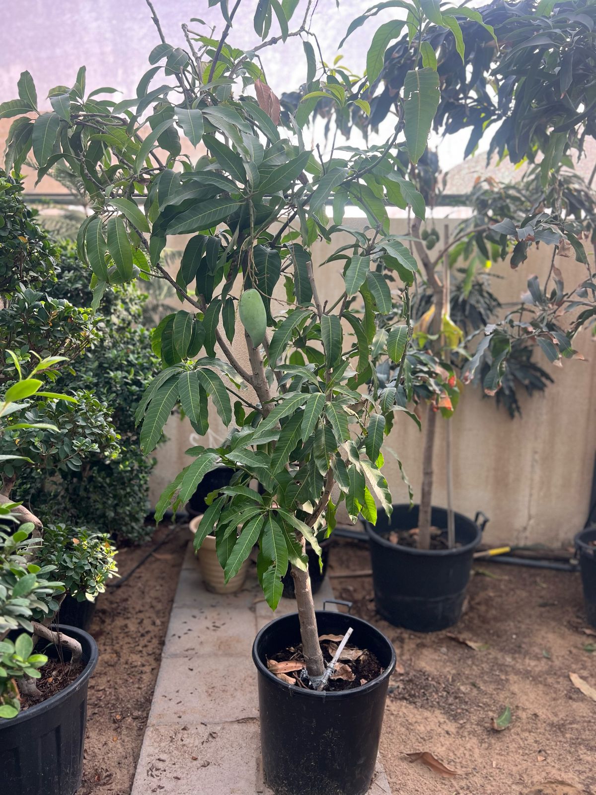 Healthy Mango Tree (Mangifera Indica) from Plant House, showing lush green leaves and a sturdy trunk in a natural setting.