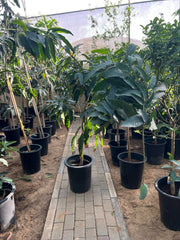 Healthy Mango Tree (Mangifera indica) from Plant House, featuring lush green foliage and a sturdy trunk, 1 to 2 meters tall.
