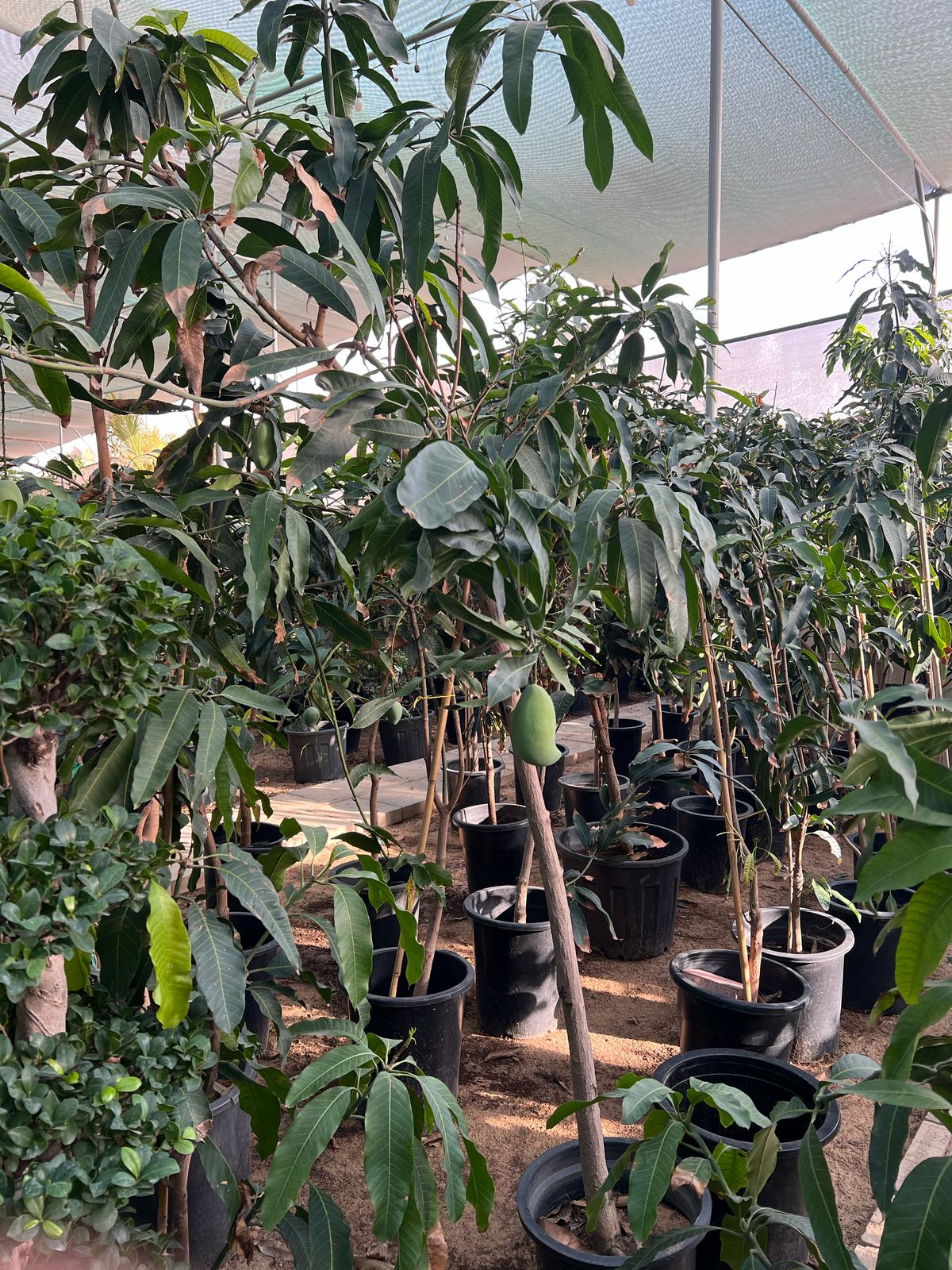 Healthy Mango Tree (Mangifera indica) from Plant House, showing lush green foliage and a sturdy trunk.