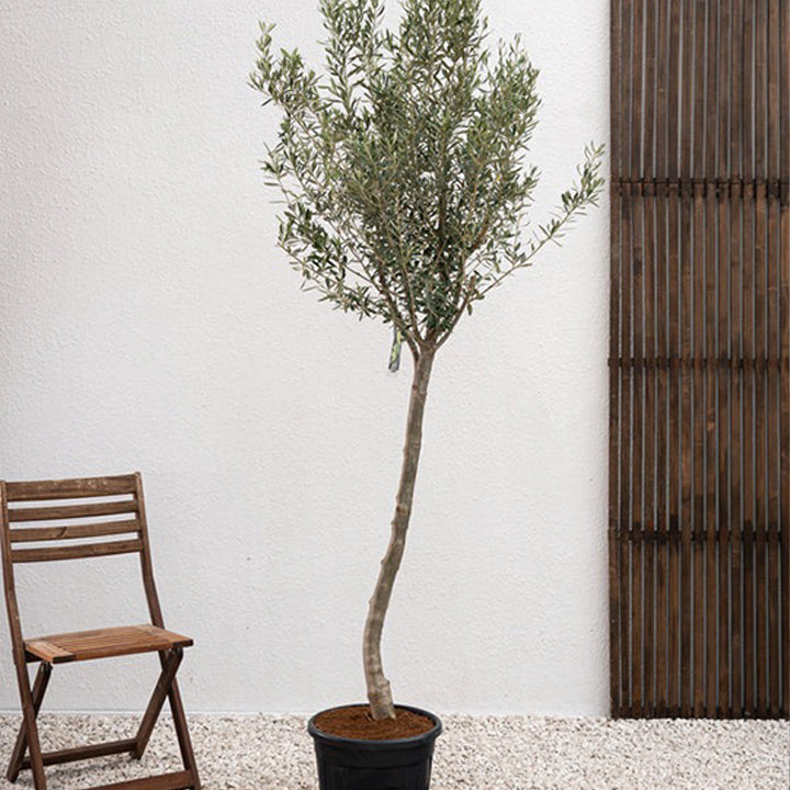 Buy olive tree