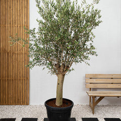 Buy olive tree in Dubai