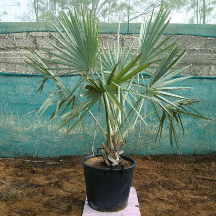 Tall Bismark Palm plant from Plant House with lush green fronds, approximately 1.5 to 2 meters tall, ideal for indoor or outdoor decor.
