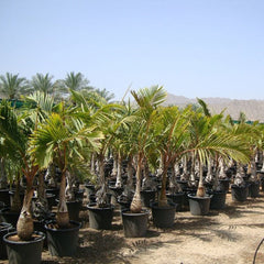 Large Bottle Palm plant from Plant House, 1.5 to 2 meters tall with lush green fronds, ideal for indoor or outdoor spaces.
