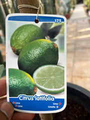 Healthy Persian lime Citrus × latifolia plant from Plant House, 1.8m tall, lush green foliage, and growing in a garden setting.