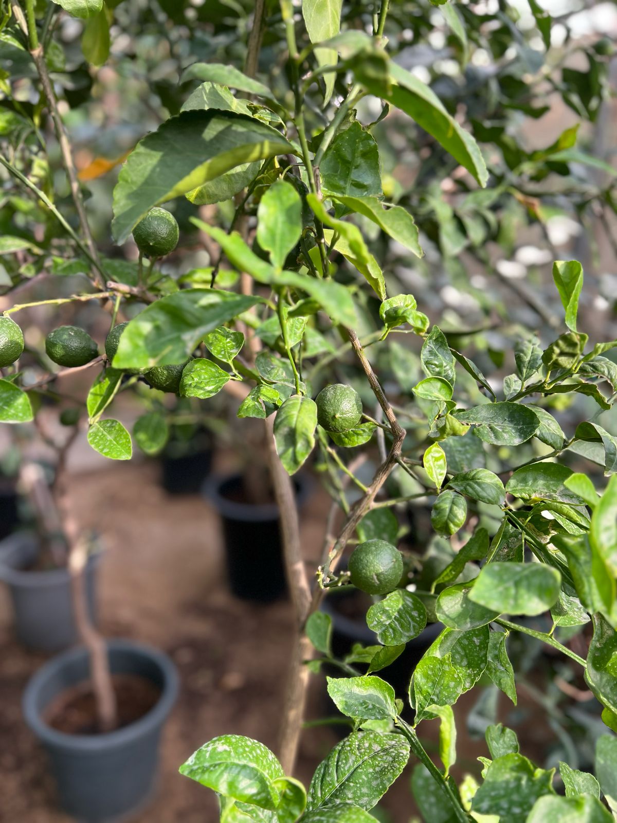 Healthy Persian lime plant (Citrus × latifolia) from Plant House, featuring vibrant green leaves and a mature growth height.