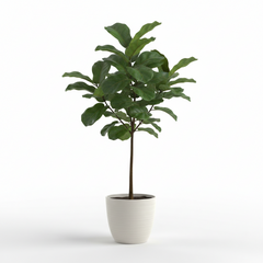 Indoor Fiddle Leaf Fig Tree by Plant House, lush tropical Ficus Lyrata with large green leaves in a natural indoor setting.