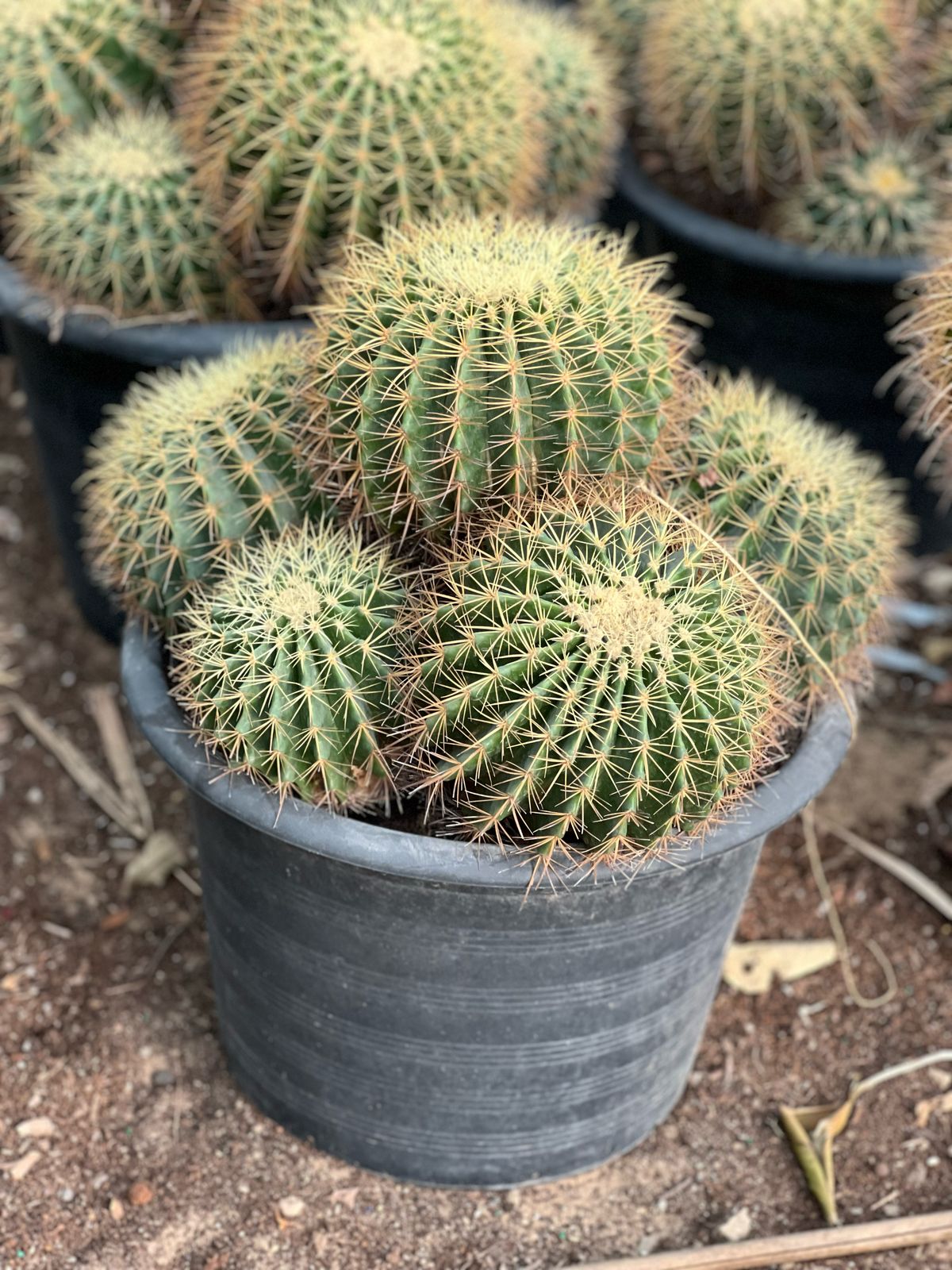Golden Barrel Cactus plant from Plant House, 10-20cm tall, with round, spiny, golden-yellow ribs.