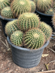 Golden Barrel Cactus plant from Plant House, 10-20cm tall, with round, spiny, golden-yellow ribs.