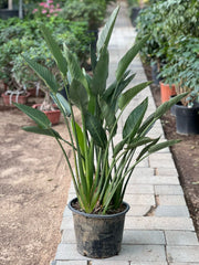Tall Bird of Paradise plant from Plant House, featuring lush green leaves and a sturdy trunk, approximately 1 to 1.2 meters tall.