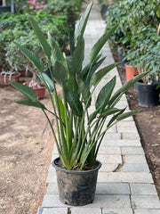 Tall Bird of Paradise plant from Plant House, featuring lush green leaves and vibrant foliage, approximately 1 to 2 meters tall.