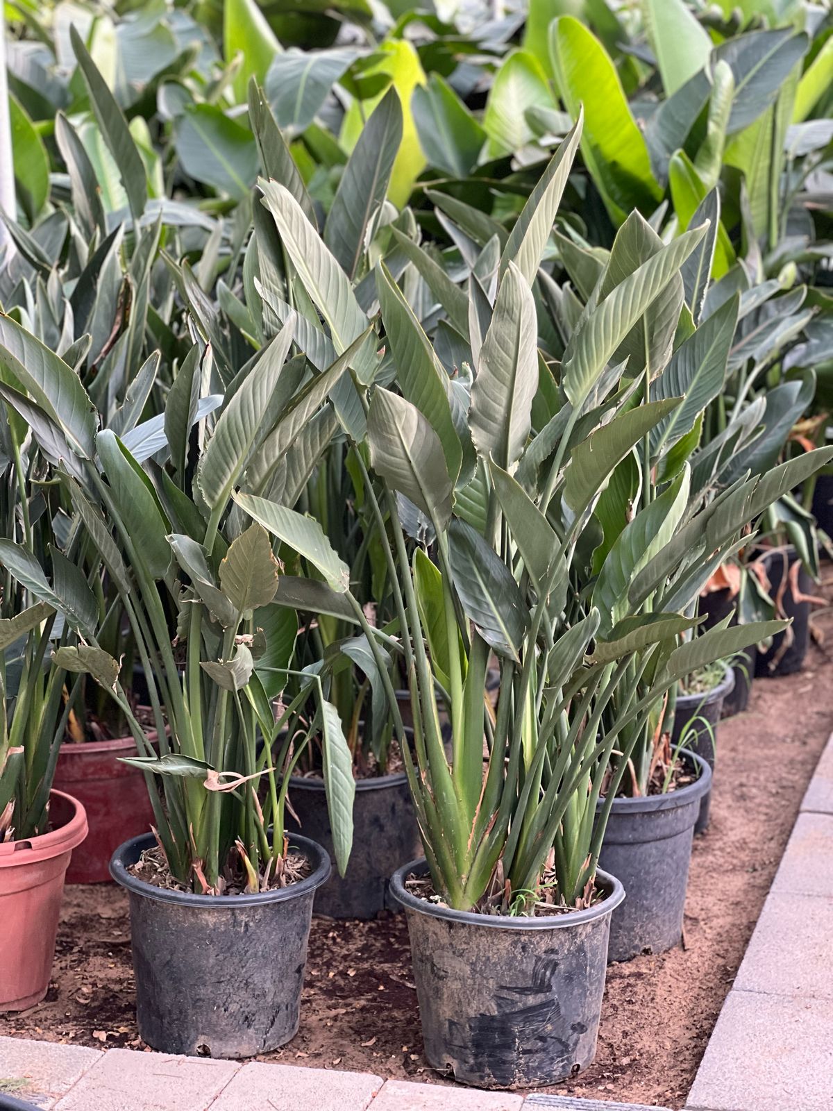 Tall Bird of Paradise plant from Plant House with lush green leaves, approximately 1 to 2 meters tall.