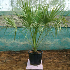 Sabal palm plant from Plant House, tall green palm with broad fronds, approximately 1 to 2 meters tall, lush and healthy.