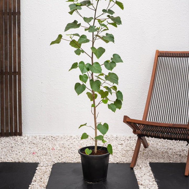 Sea Hibiscus plant by Plant House, 1 to 1.2 meters tall, with broad green leaves and vibrant flowers.
