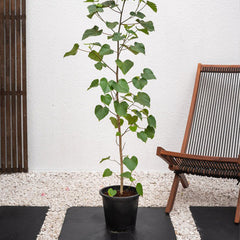 Sea Hibiscus plant by Plant House, 1 to 1.2 meters tall, with broad green leaves and vibrant flowers.