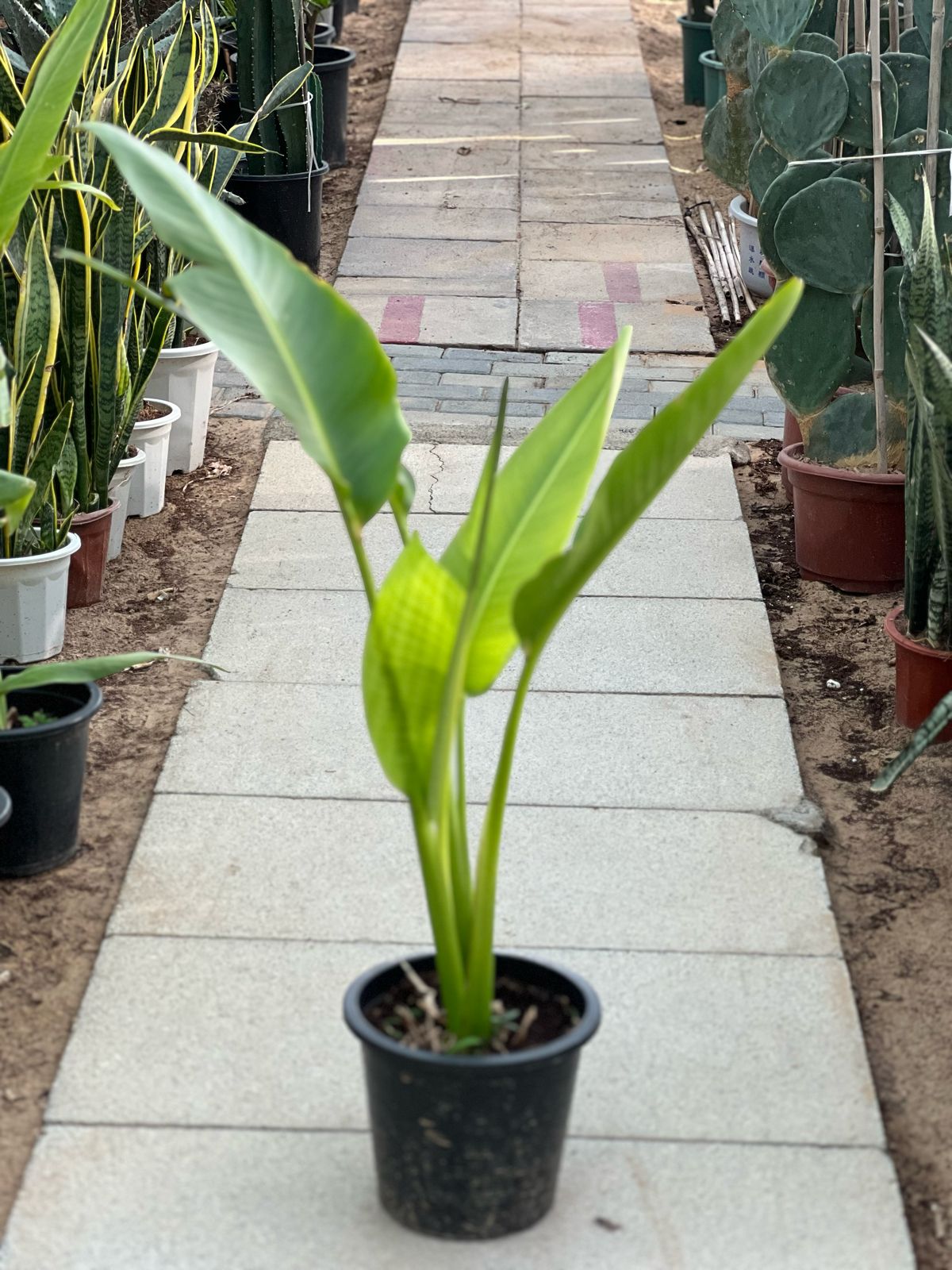 Traveller's Palm plant from Plant House with tall, lush green fronds and a slender trunk, about 1 to 2 meters tall.