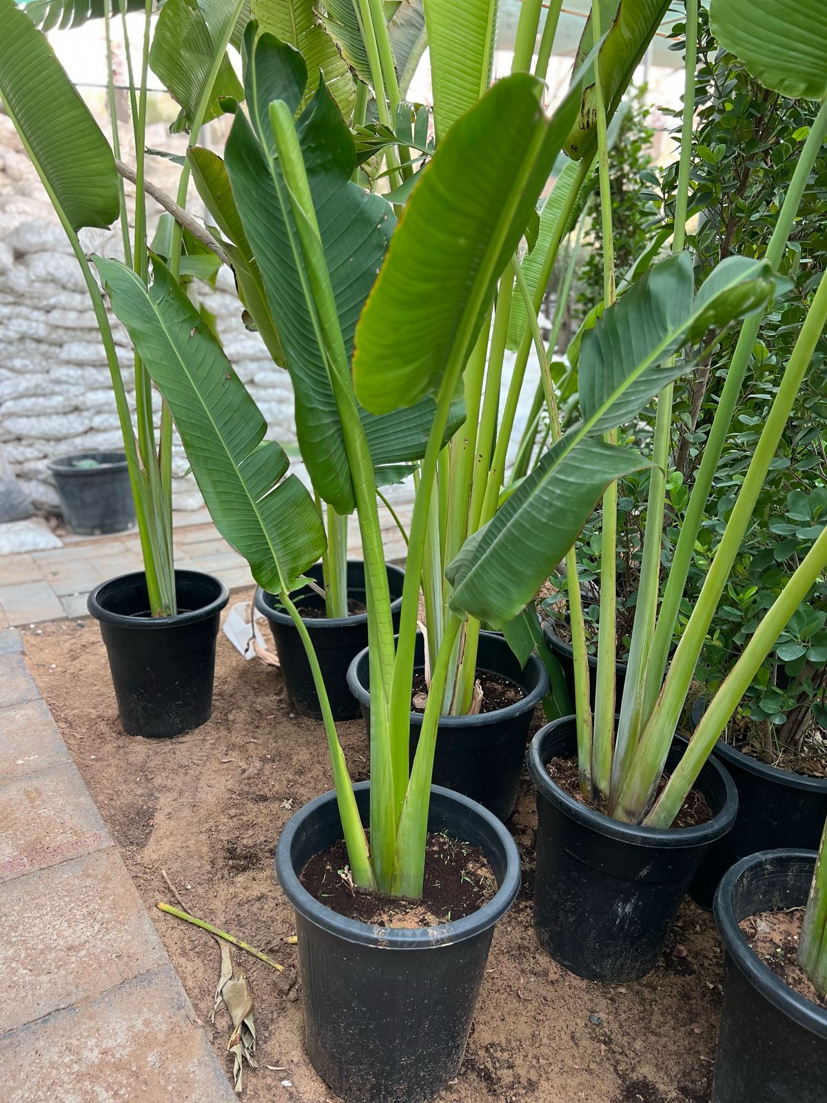 Traveller's Palm plant from Plant House, showing lush green fronds and tall trunk, approximately 1 to 2 meters tall.