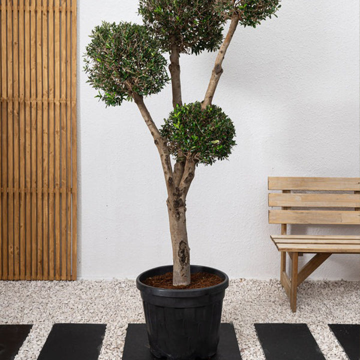 Pom-Pom Olive plant by Plant House, 2-2.5m tall Olea Europea with dense, rounded foliage in a natural outdoor setting.