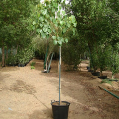 Large Sacred Fig (Ficus Religiosa) plant from Plant House with lush green foliage, tall and vibrant, ideal for indoor or outdoor spaces.