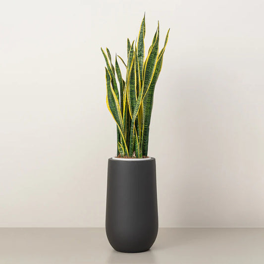 Healthy Snake Plant from Plant House with tall, upright green leaves featuring variegation, potted in a modern container.