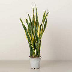 Healthy Snake Plant from Plant House with tall, upright green leaves in a 20-30cm pot, ideal for indoor decor.