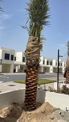 Large 2-meter date palm plant from Plant House with lush green fronds and sturdy trunk, ideal for indoor or outdoor decor.