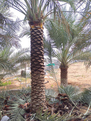 Lush 2-meter Date Palm plant from Plant House with broad green fronds, perfect for indoor or outdoor tropical decor.