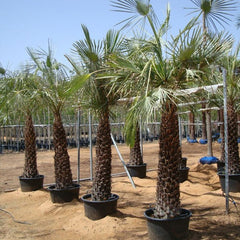 2-meter Wax Palm plant from Plant House with lush green fronds and thick trunk, ideal for indoor or outdoor decor.
