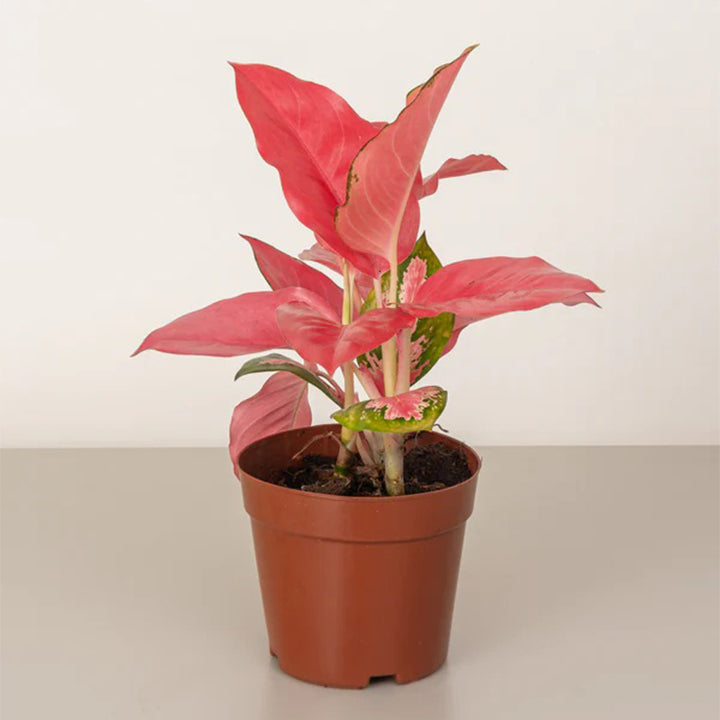 Pink Aglaonema plant from Plant House with vibrant pink and green variegated leaves, 30-40cm tall, in a decorative pot.
