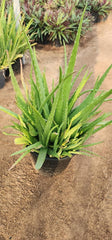 Healthy Aloe Vera plant from Plant House, 30-40cm tall, with thick, fleshy green leaves in a pot.