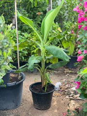 Healthy Musa Paradisiaca banana plant from Plant House with lush green leaves, approximately 30-40cm tall.