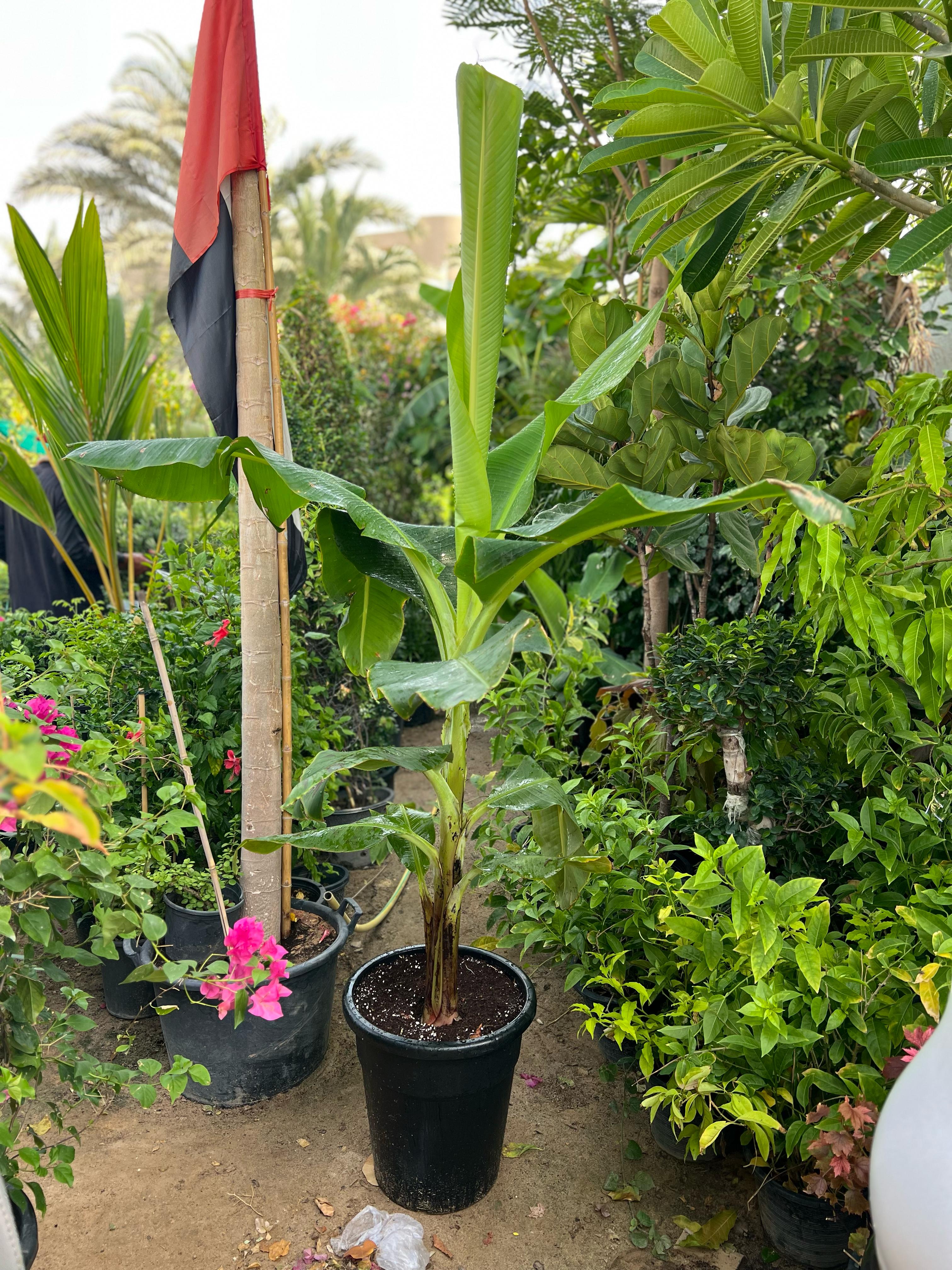 Healthy banana plant (Musa paradisiaca) from Plant House with lush green leaves, approximately 30-40cm tall.