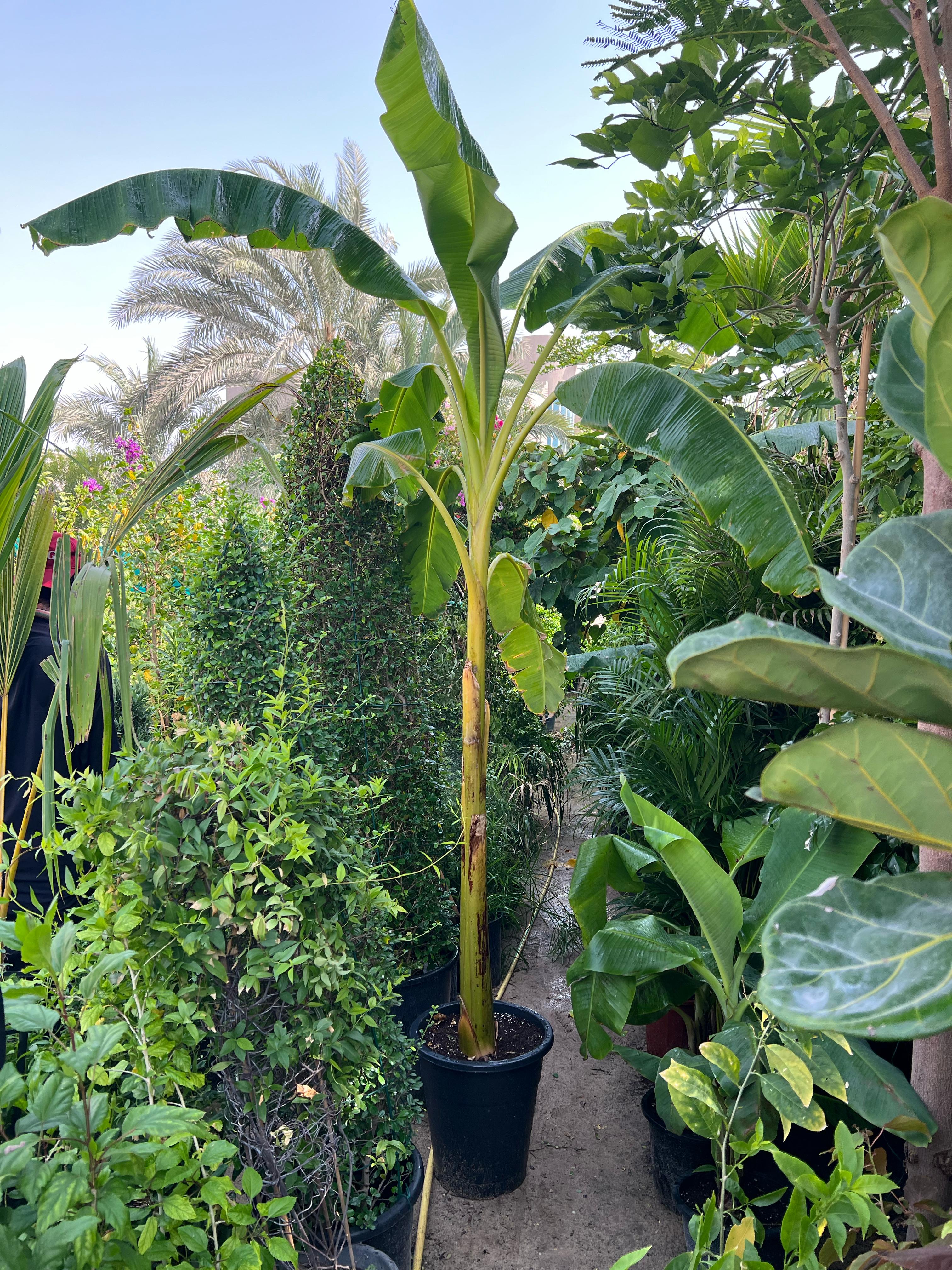 Healthy Musa Paradisiaca banana plant from Plant House, featuring lush green leaves and a sturdy 30-40cm stem.